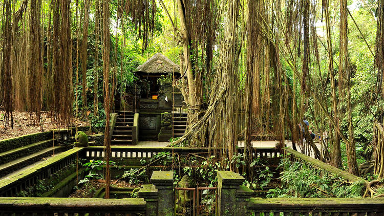 things to do in Ubud monkey forest